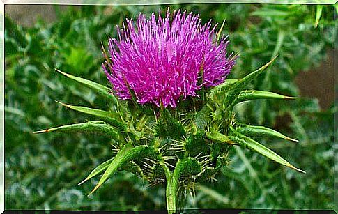 Milk thistle 