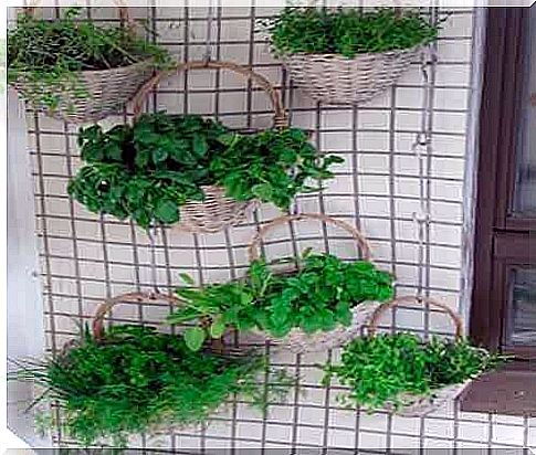 Learn to build a hanging garden - environmental conditions