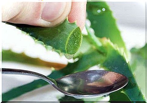 Aloe Vera for Weight Loss