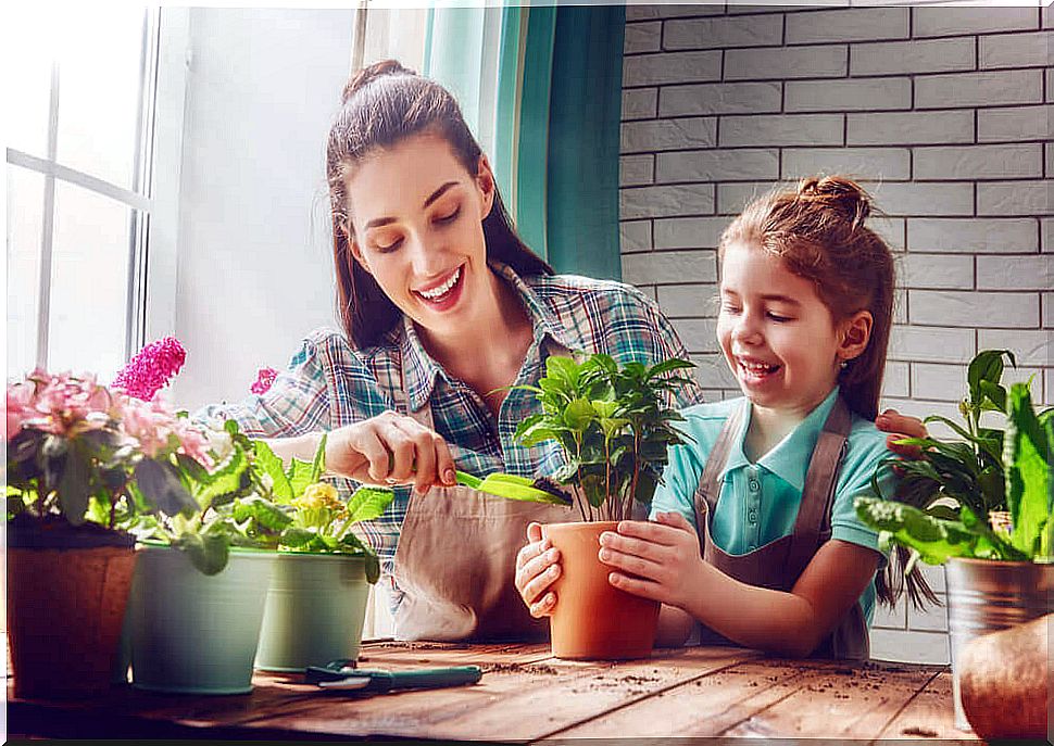 healthy indoor air thanks to plants