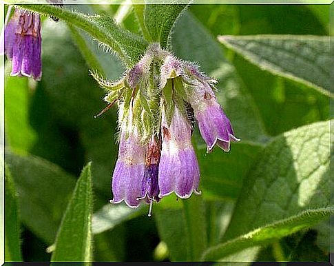 Comfrey against dark spots on the skin