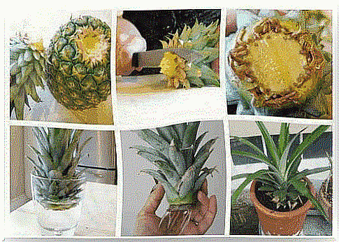 How to plant a pineapple