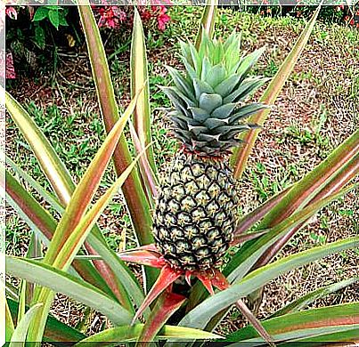 Pineapple plants