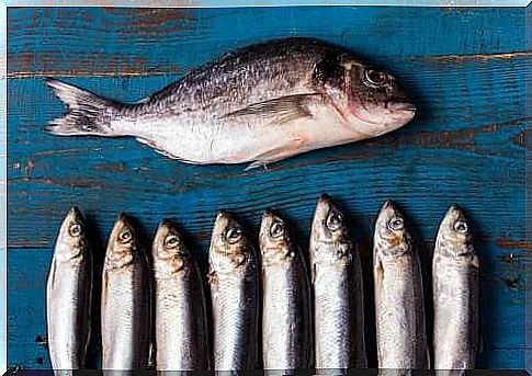 Interesting facts about oily fish and its health benefits