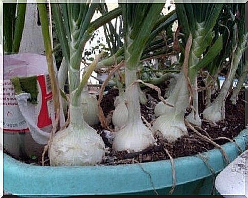 Pulling onions - it's easy!