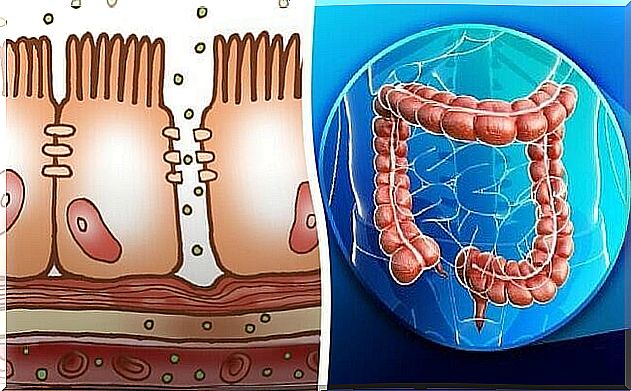 Substances - colon physiology