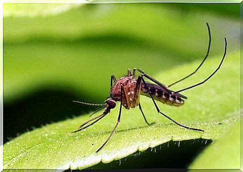 The main mosquito-borne diseases