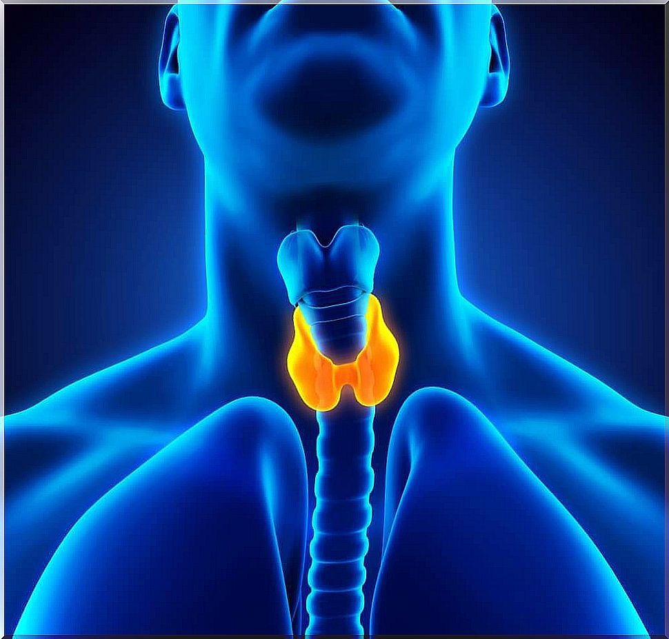 Illustration of a thyroid gland