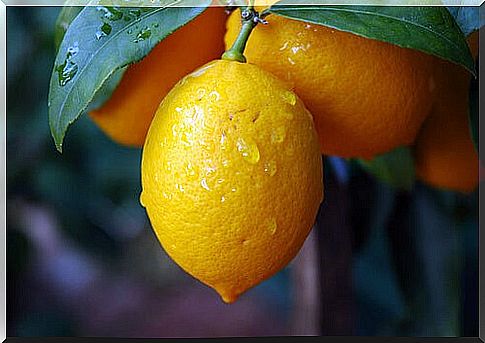 Citrus fruit